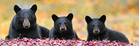 Female Bear and Two Cubs in Foliage Panoramic Photo