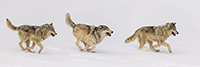 Stunning Running Wolves Panoramic Photo