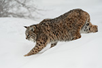 Bobcat in Snow Approaching Photo