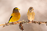 Evening Grosbeak Couple in Snow NH Photo