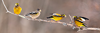 Evening Grosbeak Panoramic Photo