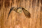 Great Gray Grey Owl in Flight Newport NH Photo