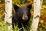 Female Black Bear in Fall Foliage North NH Photo