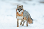 Gray Fox Adult in Snow Photo