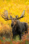 Stunning NH Bull Moose in Foliage Woods Photo