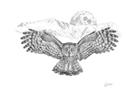 Great Gray Owl Pen and Ink Drawing