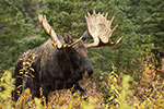 Huge 64 Inch Bull Moose in Fog Denali Photo