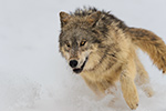 Gray Wolf Running Photo