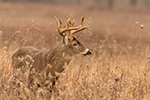 10pt Whitetail Deer On Licking Branch