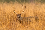 8pt Whitetail Deer In Long Grass