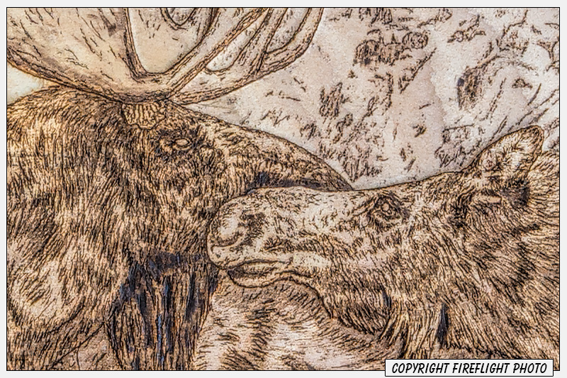 Moose Pyrography Detail