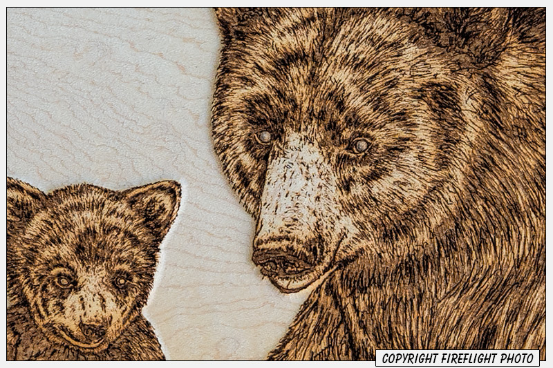 Black Bear Pyrography Detail