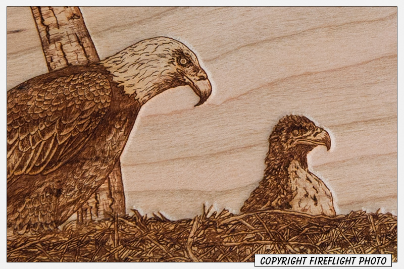 Bald Eagle Pyrography